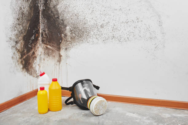 Best Black Mold Removal  in Monmouth, OR