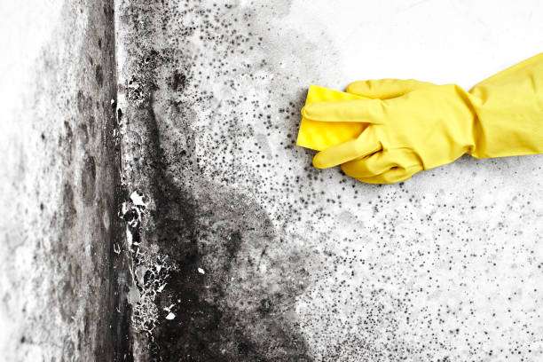 Best Crawl Space Mold Removal  in Monmouth, OR