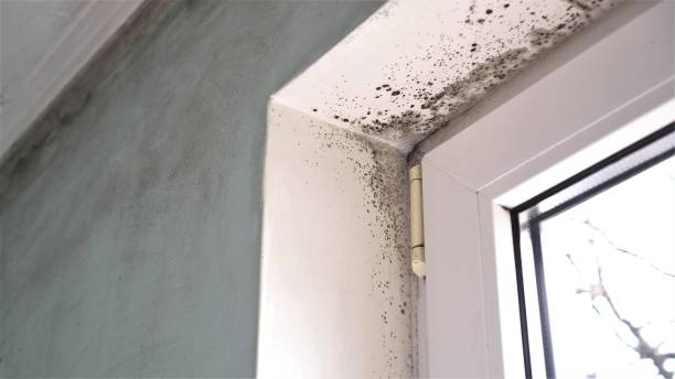 Best Professional Mold Removal  in Monmouth, OR