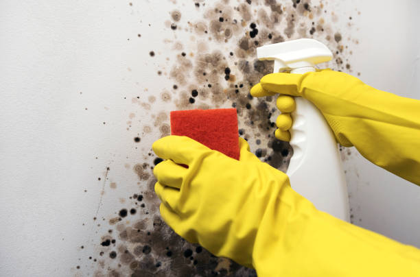Best Toxic Mold Removal  in Monmouth, OR