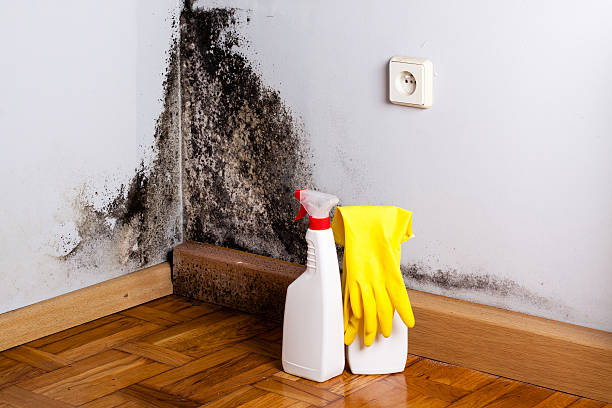 Best Mold Removal and Inspection  in Monmouth, OR