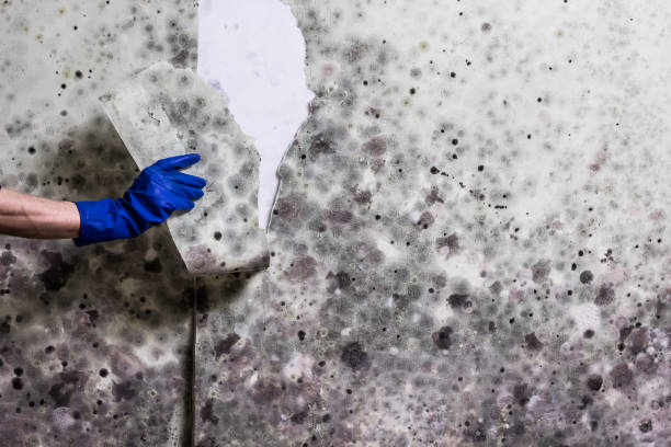 Best Fast Mold Removal  in Monmouth, OR