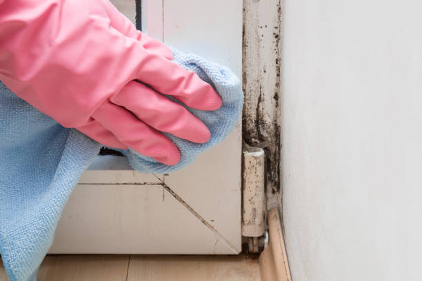 Mold Removal Process in Monmouth, OR