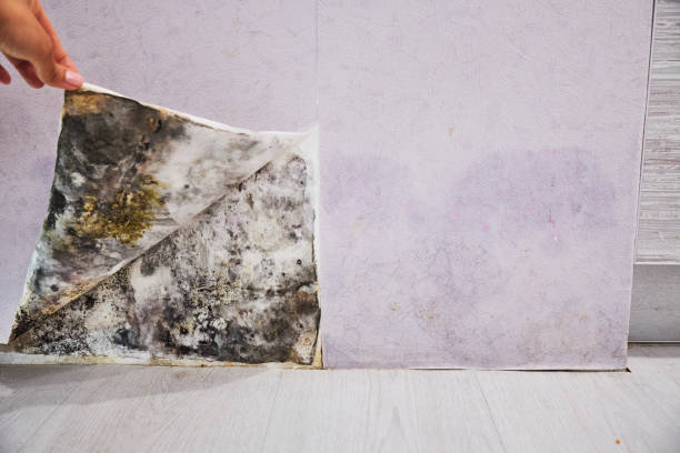 Best Mold Remediation  in Monmouth, OR